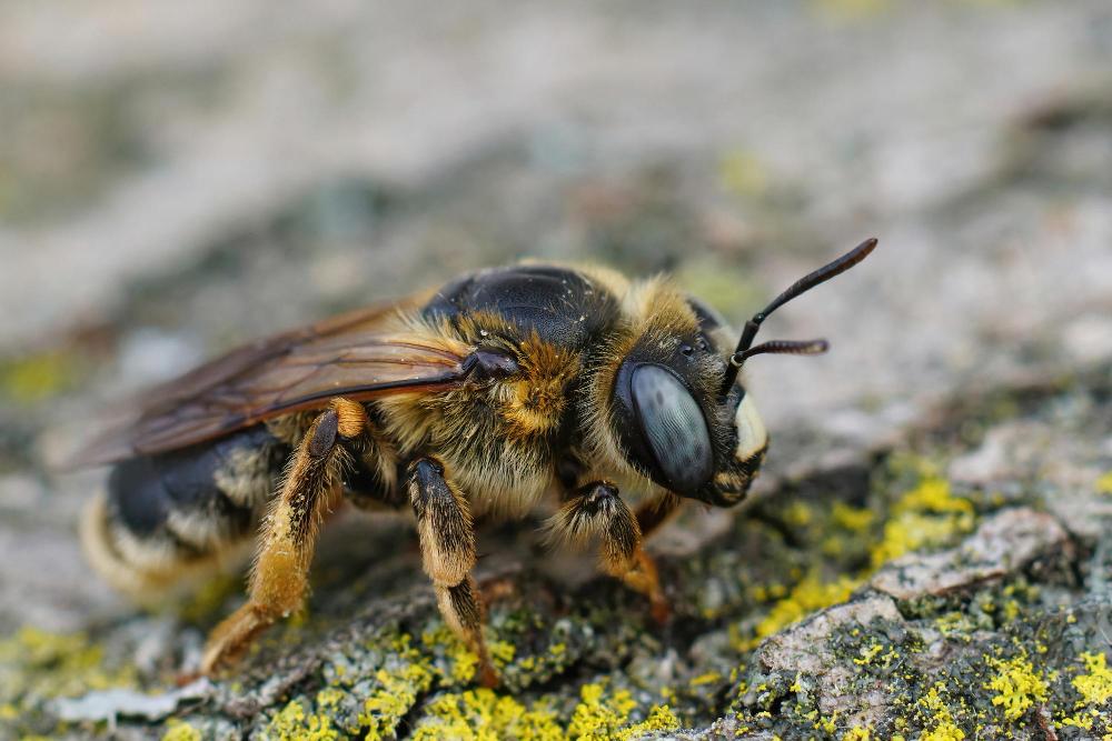 Carpenter bee damage on wood
