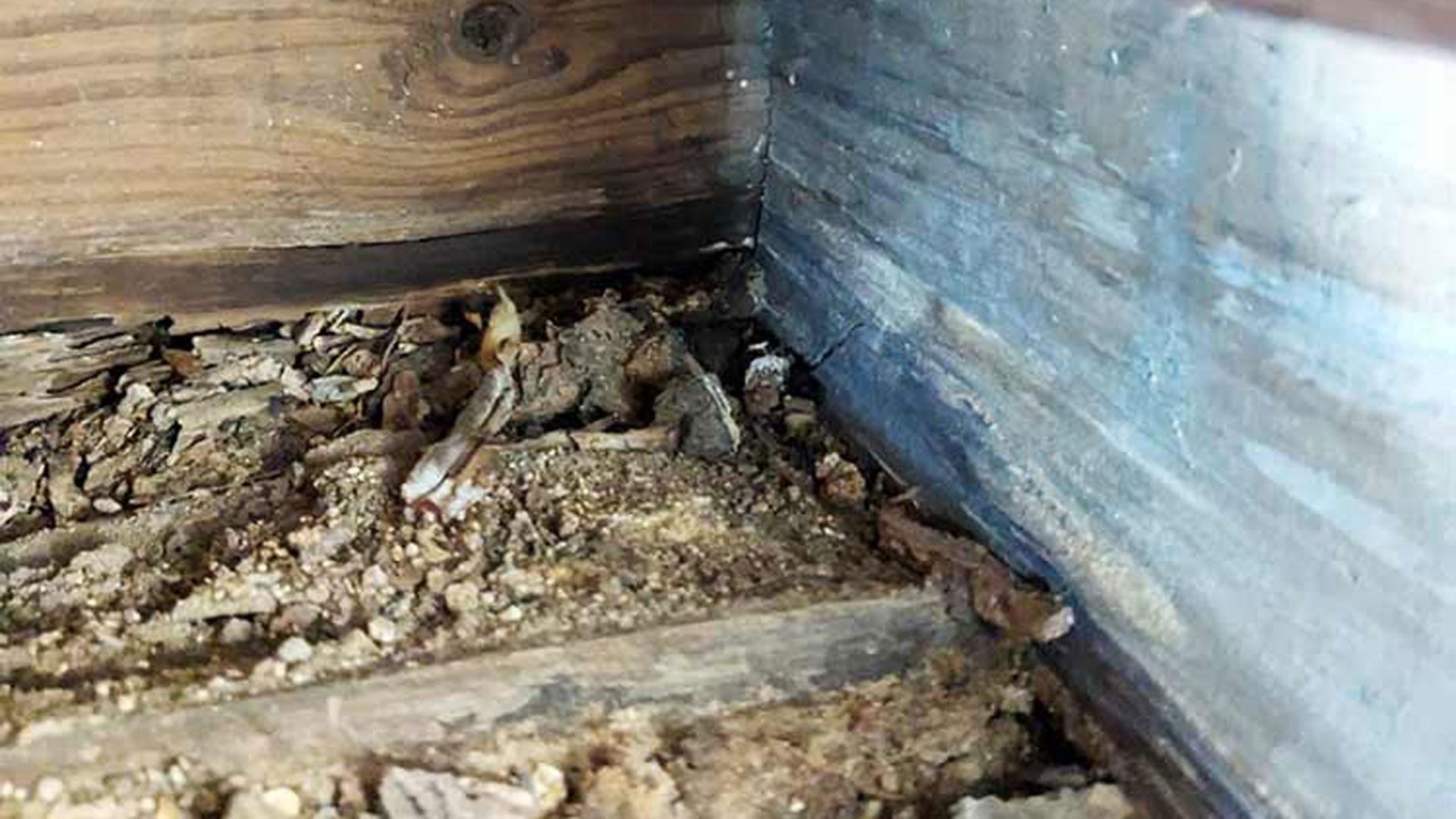 termite-damage-2 image termite damage 2