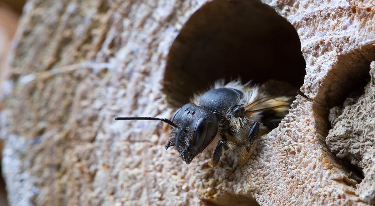 Carpenter Bee Control in Indiana: Signs & Solutions