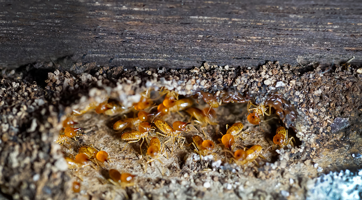 Indiana Termite Season: How to Spot Warning Signs