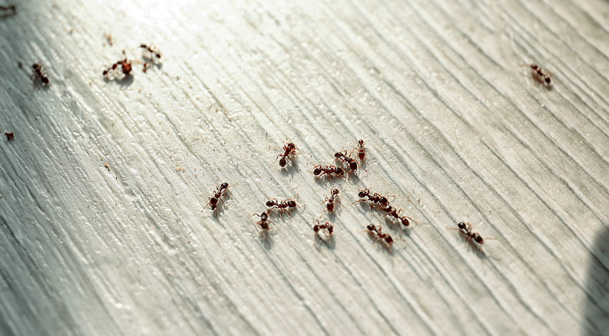 Why Ants Invade Indiana Homes & How to Stop Them