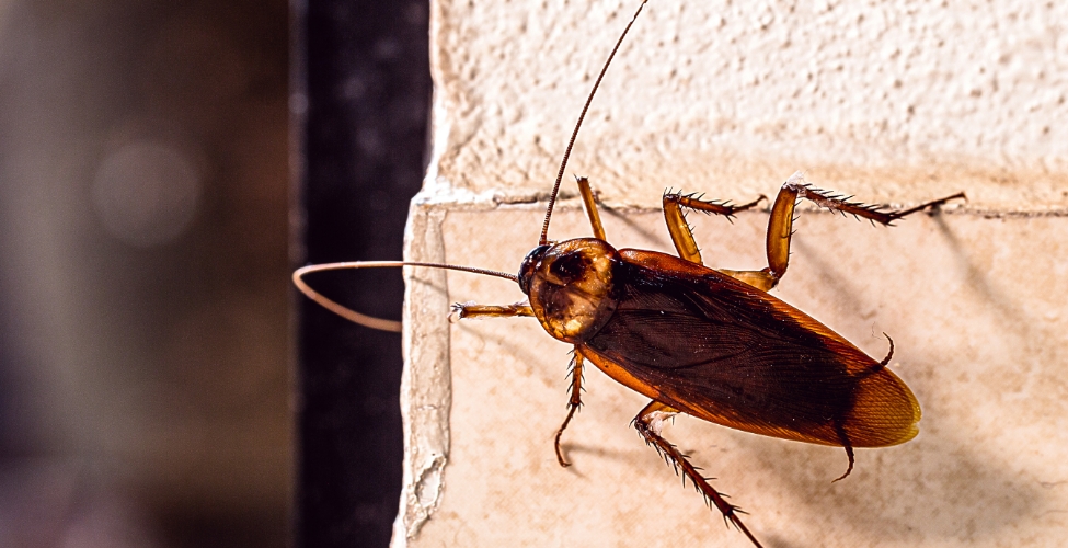 Commercial Pest Management