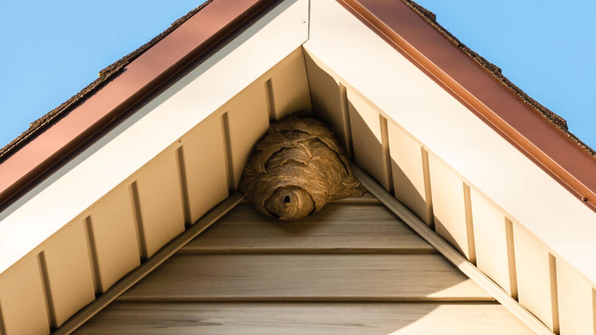 Fall Pest Guide for Indianapolis, IN: How to Keep Your Home Protected This Season