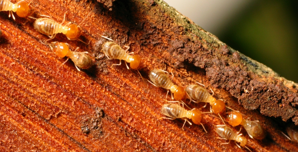 Termite Treatment