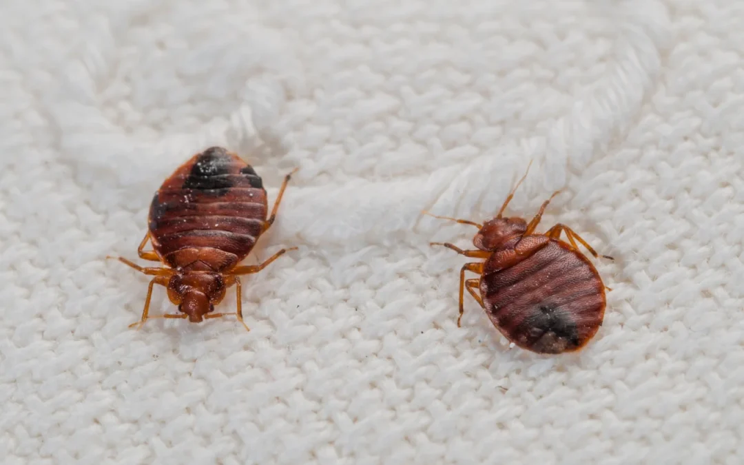 Bed bugs are a big problem!