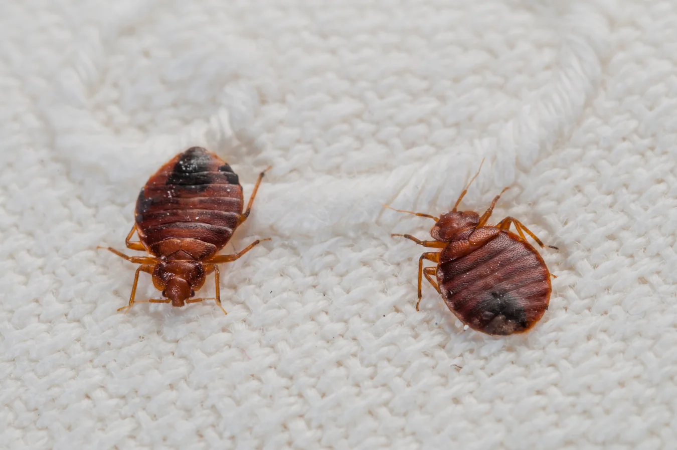 Bed Bugs