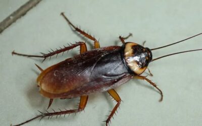 Cockroaches are common pests found all over the world.