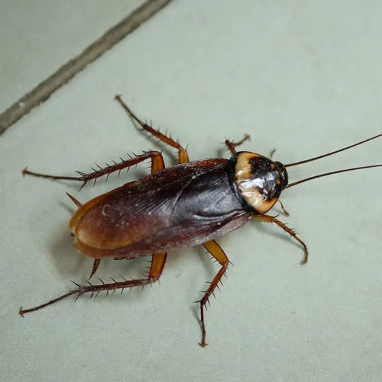 Cockroaches are common pests found all over the world.