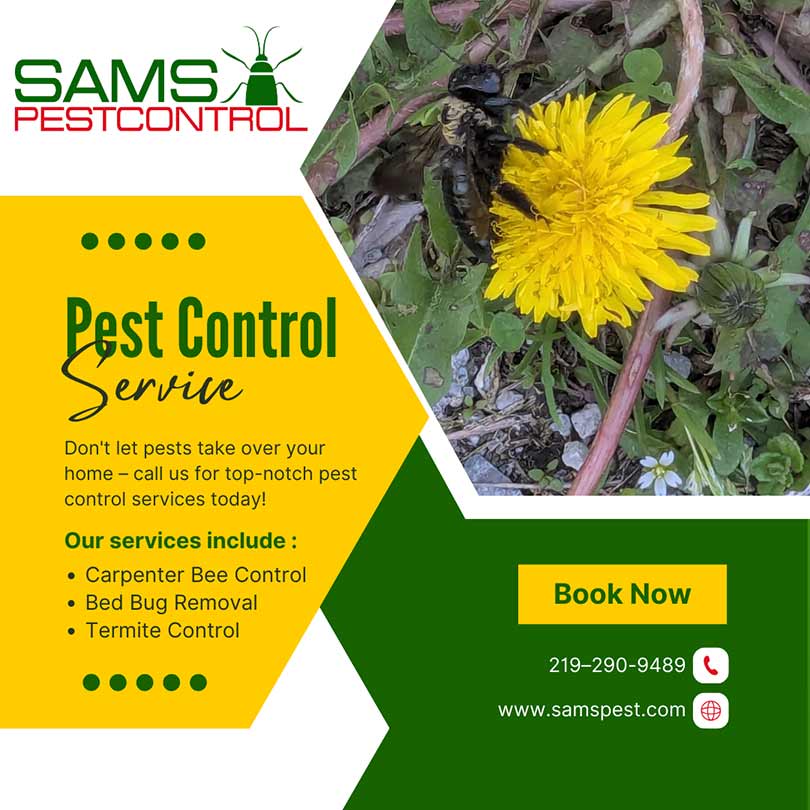 Carpenter-Bee-Control Carpenter bee control