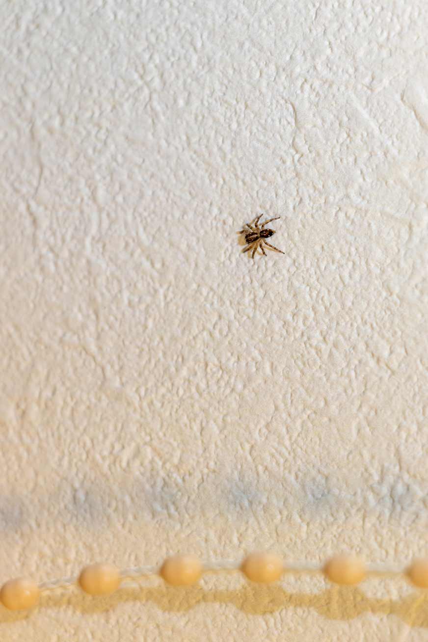 Spider on wall