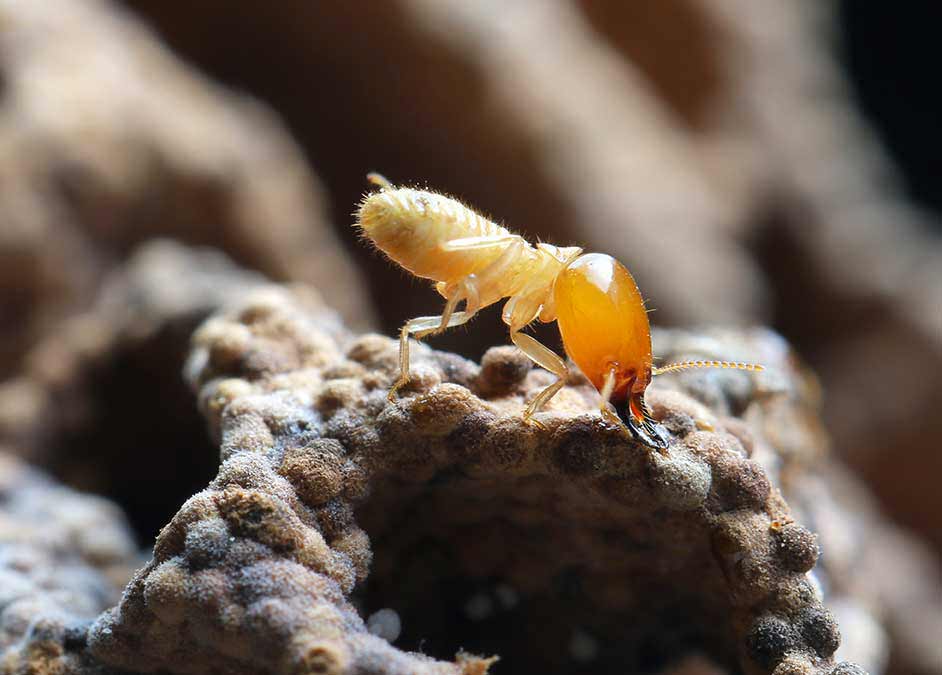 Termite up close