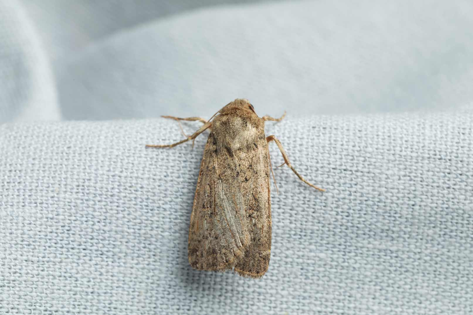 moth on couch