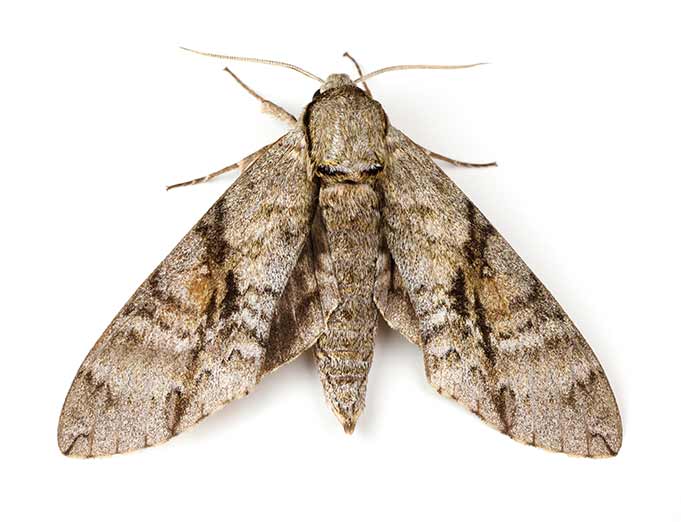 Moth control
