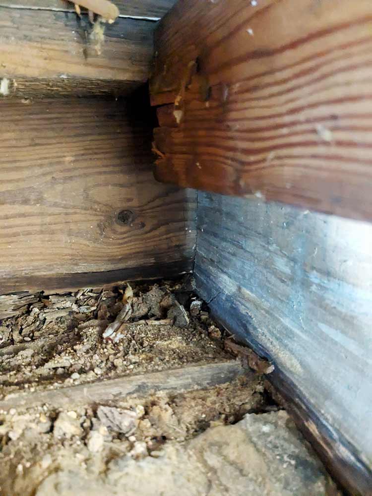 termite3 termite damage